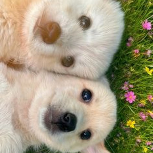 I’m So Lucky Lucky (Speed up)