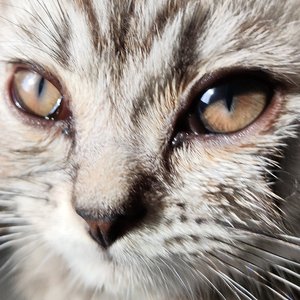 嚣张的喜剧小偷偷走了费烨的晚餐