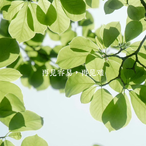 再见容易，再见难