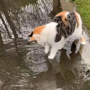 下雨天 南拳妈妈（下雨天了怎么办）