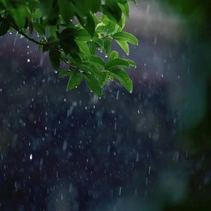 将泪水藏进雨里