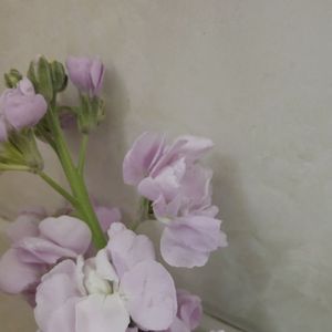 鸢尾