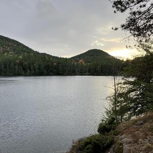 Jungle Or The Street