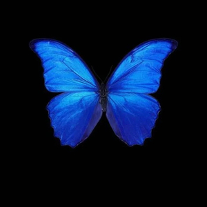 不老梦（cover 银临）