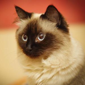Birman