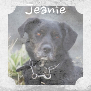 Jeanie