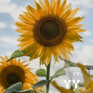 告诉我你不爱我