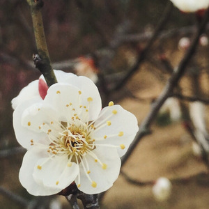 旧词（Cover 愚青）