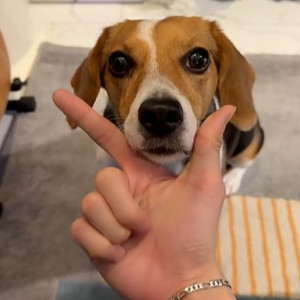 落叶归根（肖俊cover）