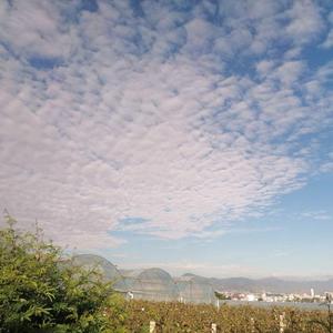 妄知春风有意无