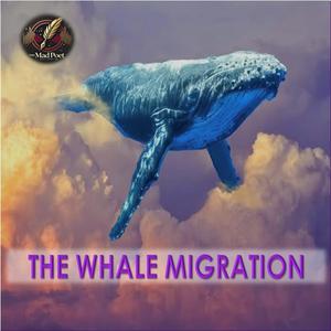THE WHALE MIGRATION