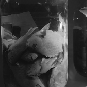 Survival of the Fittest