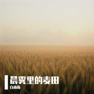 晨雾里的麦田