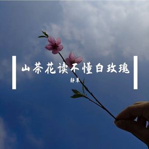 山茶花读不懂白玫瑰（吉他版）
