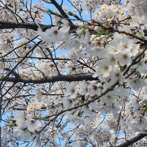 지켜줄게요(Vocal by 민지)