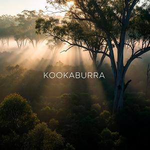 Kookaburra