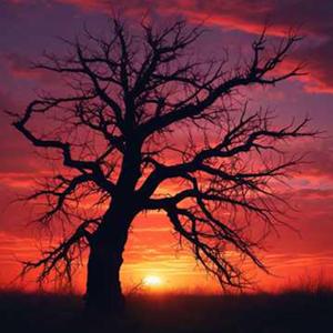 내 안의 상처 다시금 피어나