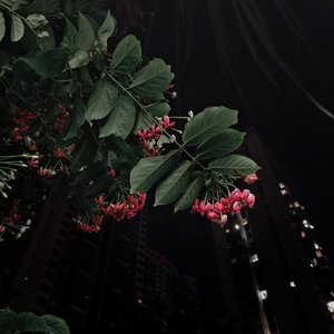 爱的初体验 YING.HUA REMIX