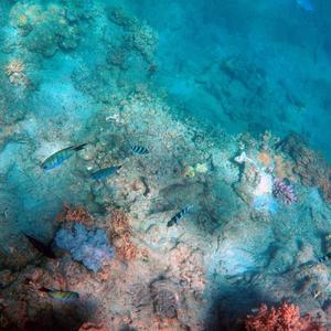 海洋的絮语 (钢片琴)