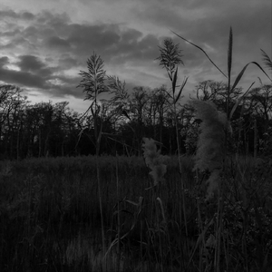 Transfixed by Endless Dreams