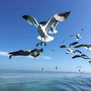 Alan Walker-Fade（加长版）（Kingnanjia remix）