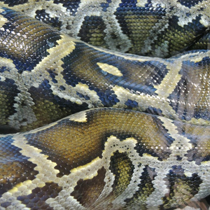 Uróboros