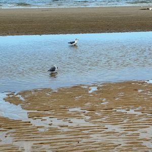 载云车之容裔低