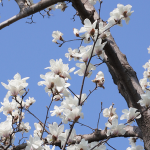 午后清风_欢快版.wav