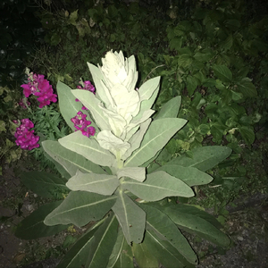 Mitternacht (feat. Chocolococolo)