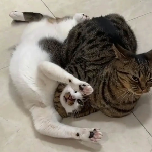 我爱你但是我要回家