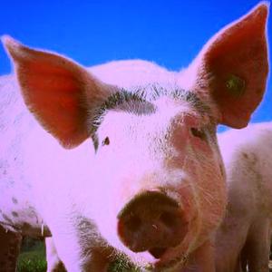 **** Racists **** Police