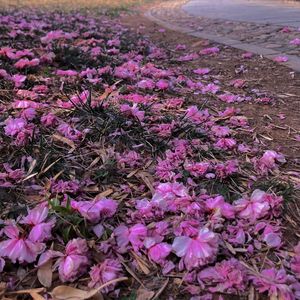 你是我记忆里永恒的减七和弦