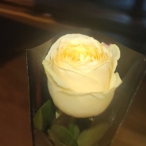 长命女·春日宴