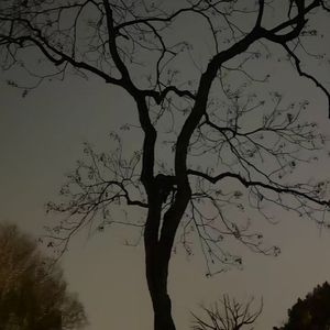 《月光下银河畔的离别伤》yu