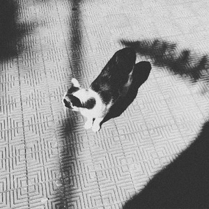 卡布奇诺（Demo）