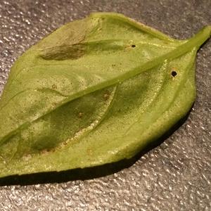 BASIL LEAF (feat. Wajaka)