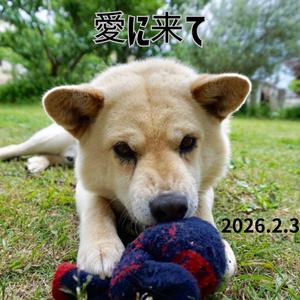 愛に来て