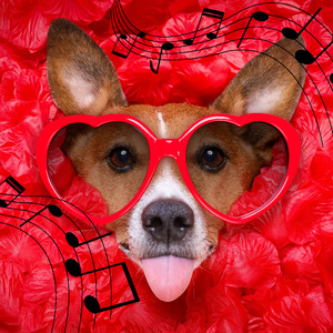 犬のおもしろ可愛いコミカルな日常