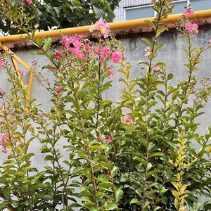 Xin Düng Nhâc Máy