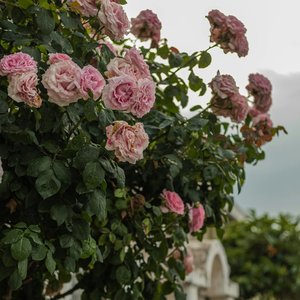 Shared Umbrella Blues