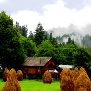 Bucovina