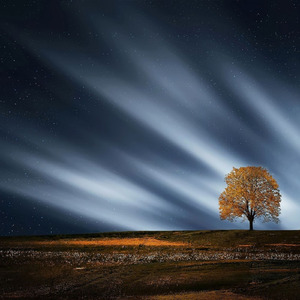 Moonflare