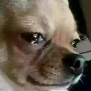 王嘉源-D O G S（ShakingHigh remix）