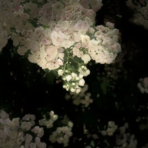 青春烂漫如花（双声道般）