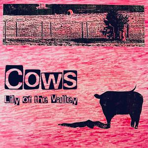 Cows