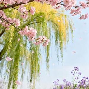 新年不爱旧人 (Cover 王佳音)