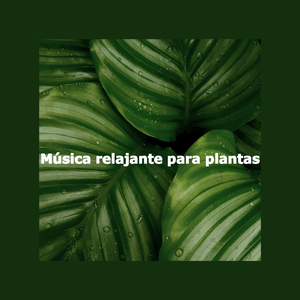 Number One Sunday Lie Ins