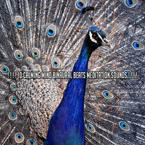 美麗的雙耳節拍