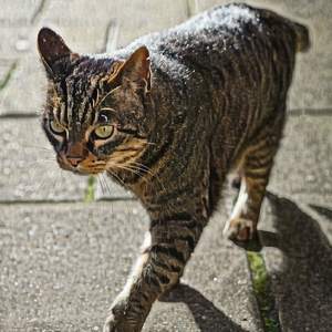 Copiousness Of Diction