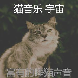 抚慰的睡猫回忆